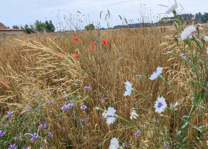 Olederska Zagroda Pracownia * Boruja